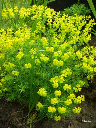 <i>Euphorbia cyparissias</i> L., 1753 © P. Gourdain