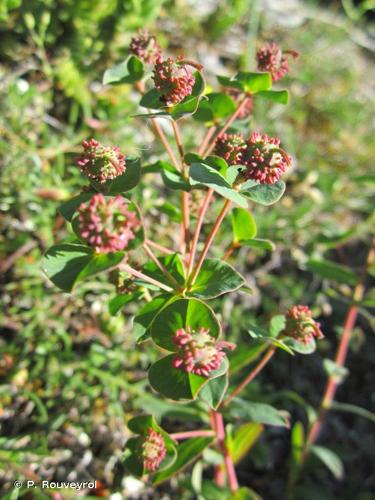 <i>Euphorbia duvalii</i> Lecoq & Lamotte, 1847 © P. Rouveyrol