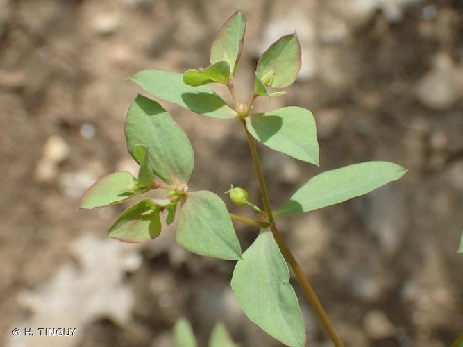 <i>Euphorbia falcata</i> L., 1753 [nom. et typ. cons.] © H. TINGUY