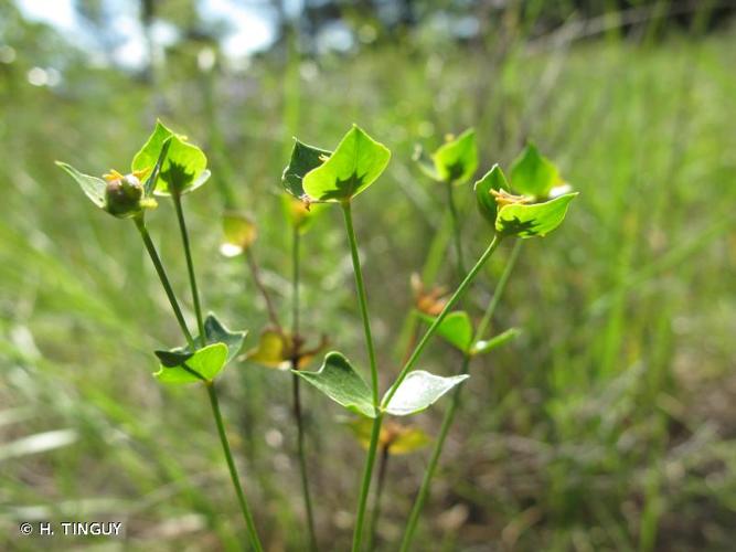 <i>Euphorbia graminifolia</i> Vill., 1786 © H. TINGUY