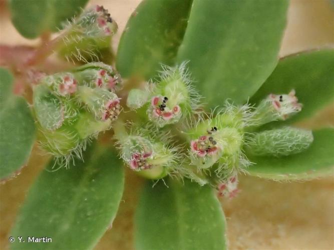 <i>Euphorbia prostrata</i> Aiton, 1789 © Y. Martin