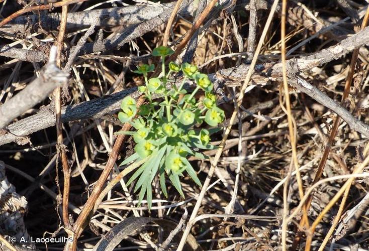 <i>Euphorbia segetalis</i> L., 1753 © A. Lacoeuilhe