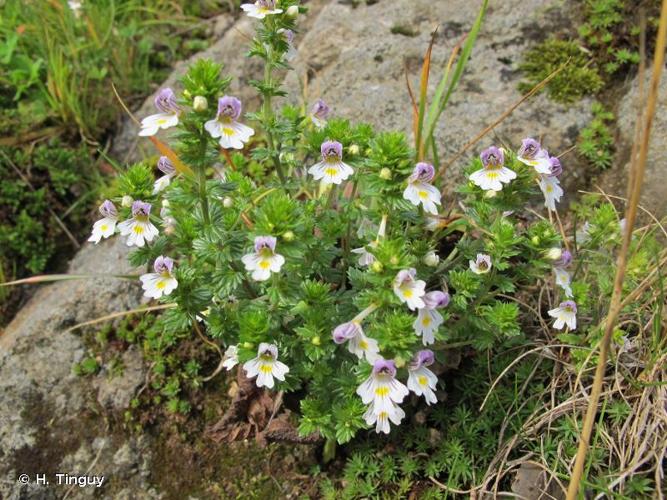 <i>Euphrasia picta</i> Wimm., 1857 © H. Tinguy