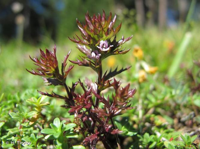 <i>Euphrasia salisburgensis</i> Funck, 1794 © H. Tinguy