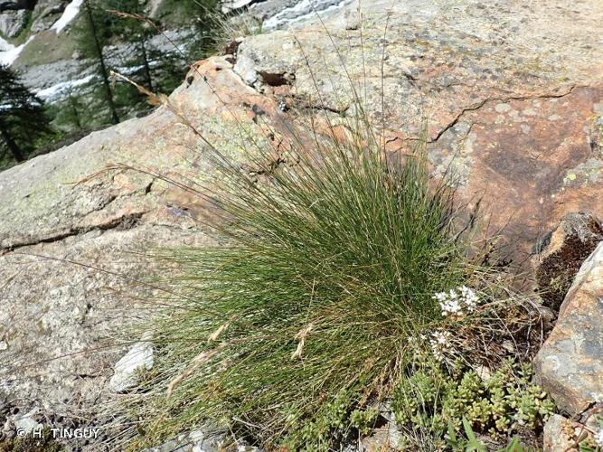 <i>Festuca acuminata</i> Gaudin, 1811 © H. TINGUY