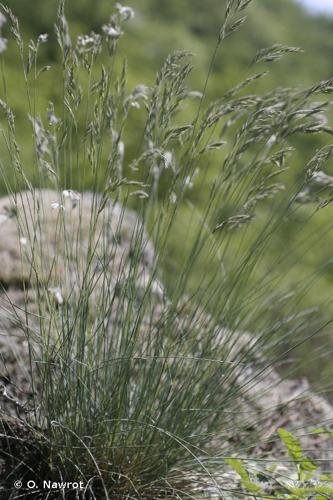 <i>Festuca arvernensis</i> Auquier, Kerguélen & Markgr.-Dann., 1978 © O. Nawrot