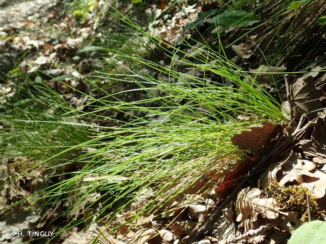 <i>Festuca cinerea</i> Vill., 1786 © H. TINGUY