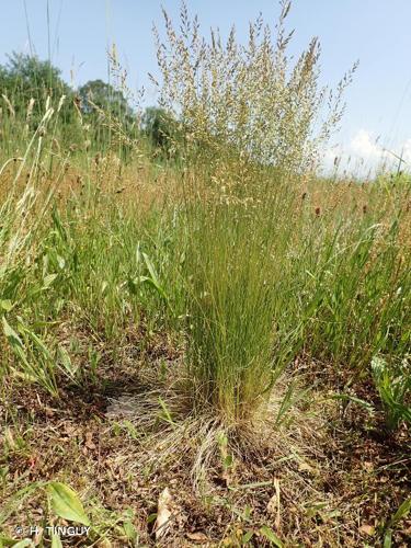 <i>Festuca filiformis</i> Pourr., 1788 © H. TINGUY