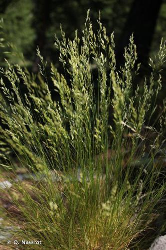 <i>Festuca flavescens</i> Bellardi, 1792 © O. Nawrot