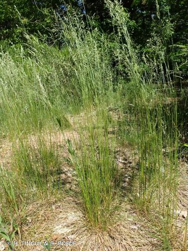 <i>Festuca heteropachys</i> (St.-Yves) Patzke ex Auquier, 1973 © H. TINGUY & R. BOEUF