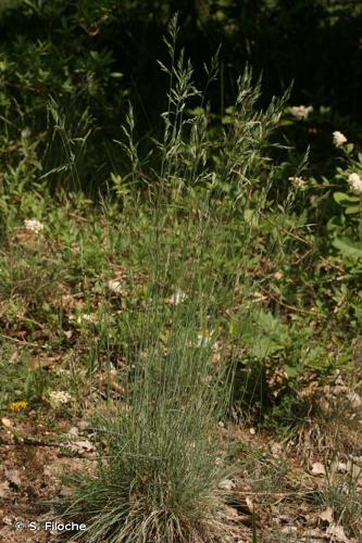 <i>Festuca marginata</i> (Hack.) K.Richt., 1890 © S. Filoche