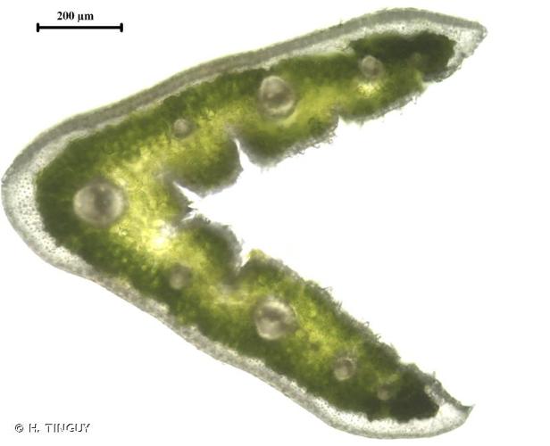 <i>Festuca patzkei</i> Markgr.-Dann., 1978 © H. TINGUY