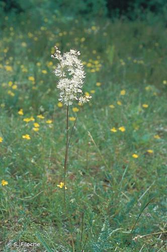 <i>Filipendula vulgaris</i> Moench, 1794 © S. Filoche