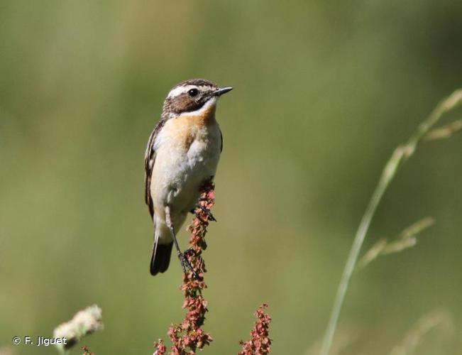 <i>Saxicola rubetra</i> (Linnaeus, 1758) © F. Jiguet