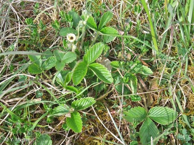 <i>Fragaria viridis</i> Weston, 1771 © 