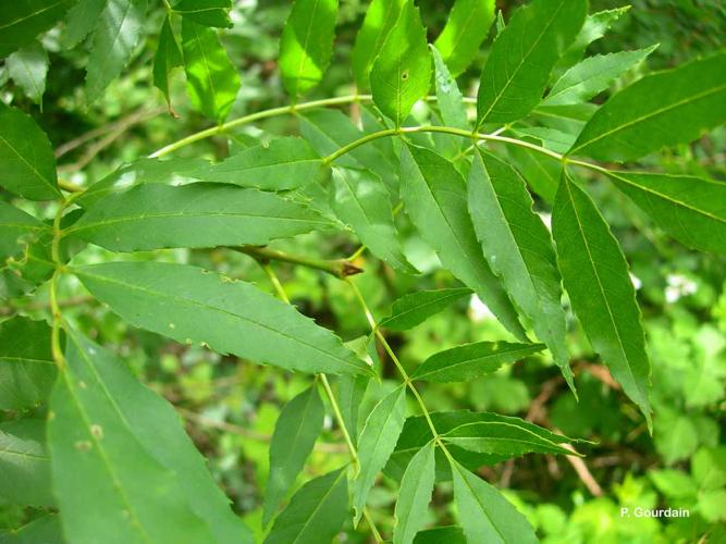 <i>Fraxinus angustifolia</i> Vahl, 1804 [nom. cons.] © P. Gourdain