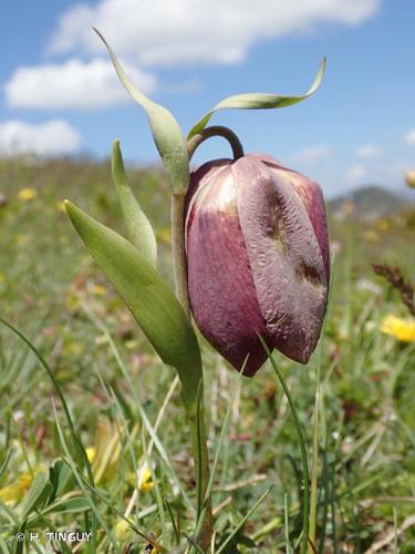 <i>Fritillaria tubiformis</i> Gren. & Godr., 1855 © H. TINGUY