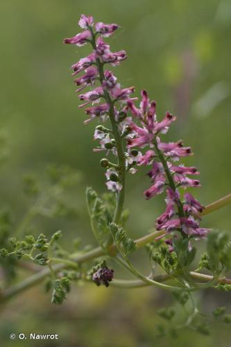 <i>Fumaria densiflora</i> DC., 1813 © O. Nawrot