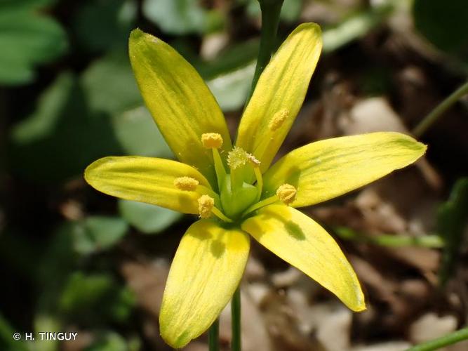 <i>Gagea lutea</i> (L.) Ker Gawl., 1809 © H. TINGUY