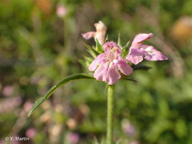 <i>Galeopsis ladanum</i> L., 1753 © 