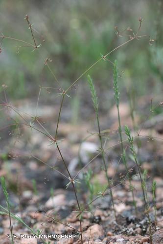 <i>Galium divaricatum</i> Pourr. ex Lam., 1788 © R. Dupré MNHN/CBNBP