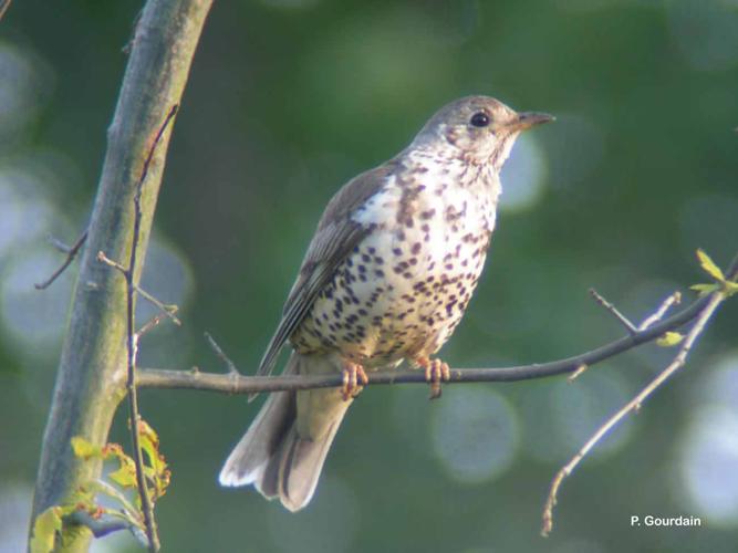 <i>Turdus viscivorus</i> Linnaeus, 1758 © P. Gourdain