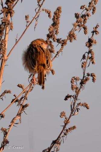 <i>Cisticola juncidis</i> (Rafinesque, 1810) © B. Crespi