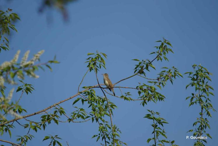 <i>Acrocephalus arundinaceus</i> (Linnaeus, 1758) © P. Gourdain