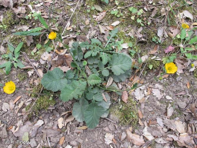 <i>Geum sylvaticum</i> Pourr., 1788 © H. Tinguy