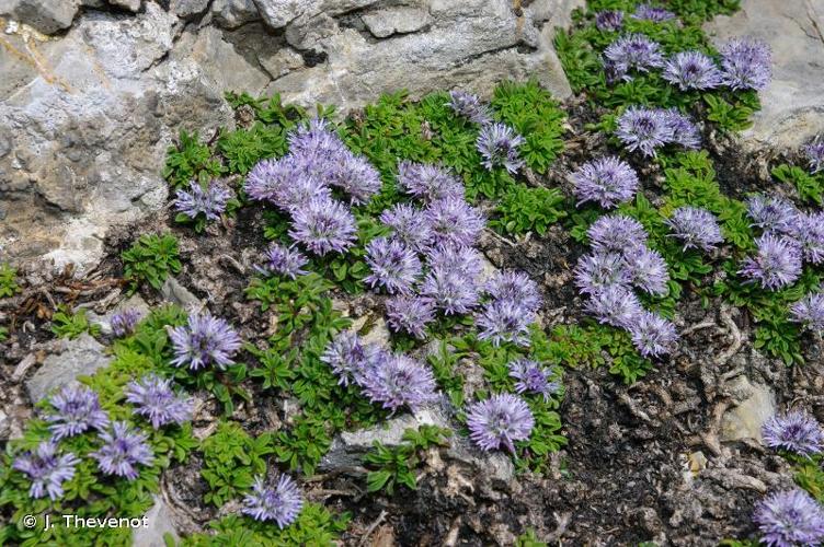 <i>Globularia repens</i> Lam., 1779 © J. Thevenot