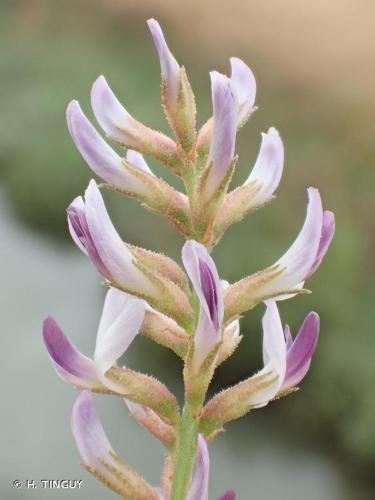 <i>Glycyrrhiza glabra</i> L., 1753 © H. TINGUY