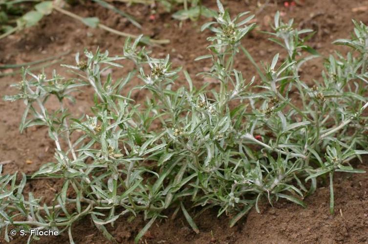 <i>Gnaphalium uliginosum</i> L., 1753 © S. Filoche