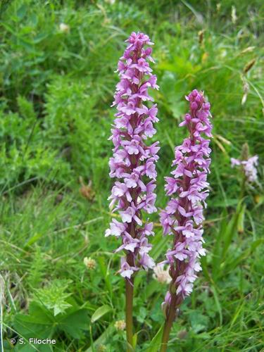 <i>Gymnadenia conopsea</i> (L.) R.Br., 1813 © S. Filoche