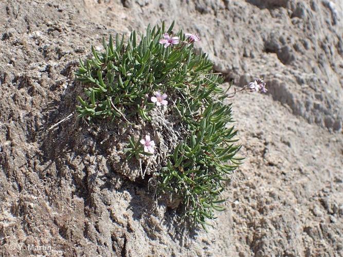 <i>Gypsophila repens</i> L., 1753 © 