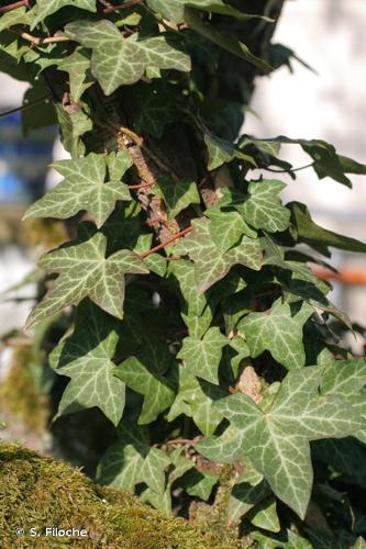 <i>Hedera helix</i> L., 1753 © S. Filoche