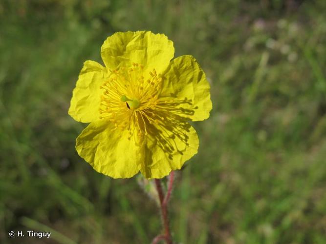 <i>Helianthemum hirtum</i> (L.) Mill., 1768 © H. Tinguy