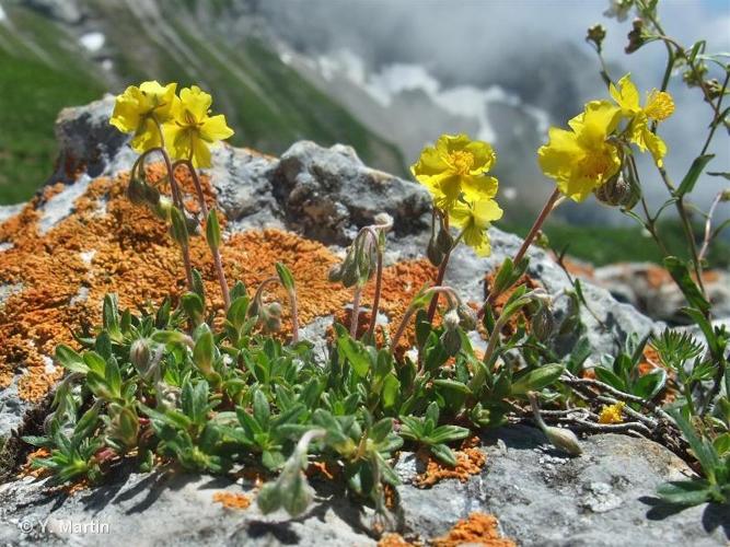 <i>Helianthemum oelandicum </i>var.<i> italicum</i> (L.) DC., 1813 © 