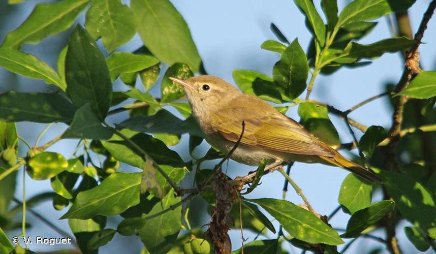 <i>Phylloscopus bonelli</i> (Vieillot, 1819) © V. Roguet