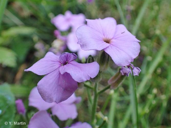 <i>Hesperis matronalis</i> L., 1753 © 