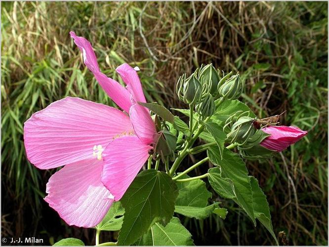 <i>Hibiscus palustris</i> L., 1753 © 