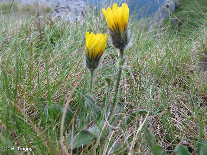 <i>Hieracium alpinum</i> L., 1753 © H. Tinguy