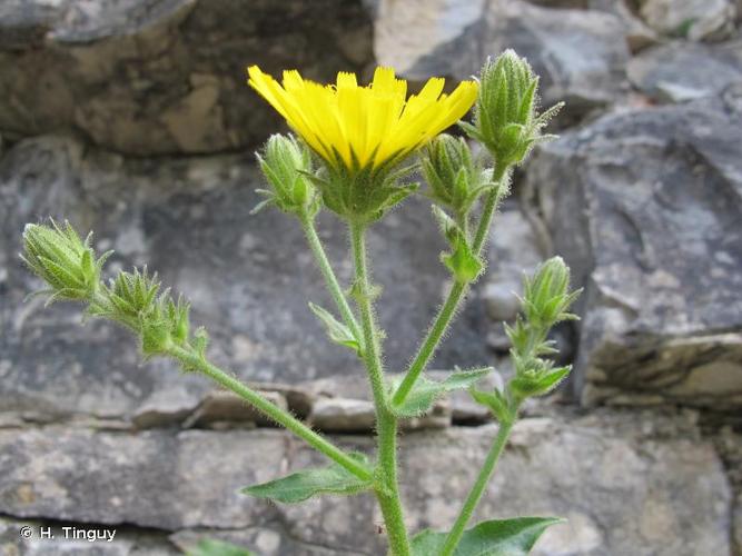 <i>Hieracium amplexicaule</i> L., 1753 © H. Tinguy