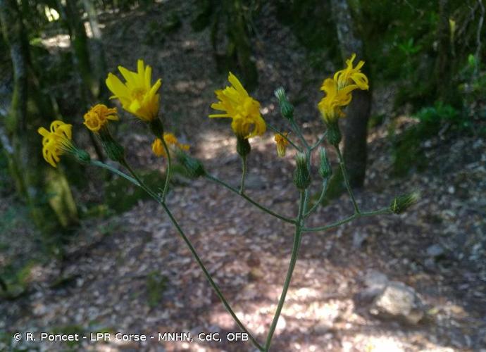 <i>Hieracium cinerascens</i> Jord., 1849 © R. Poncet - LPR Corse - MNHN, CdC, OFB