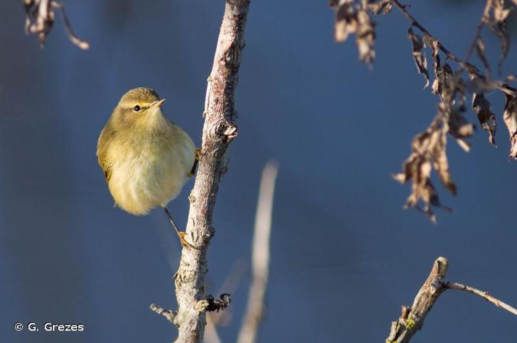 <i>Phylloscopus collybita</i> (Vieillot, 1817) © G. Grezes