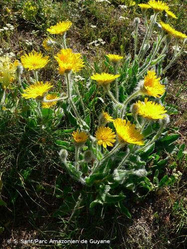 <i>Hieracium monregalense</i> Burnat & Gremli, 1883 © S. Sant/Parc Amazonien de Guyane