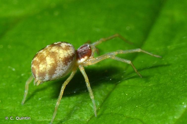 <i>Nigma flavescens</i> (Walckenaer, 1830) © C. Quintin