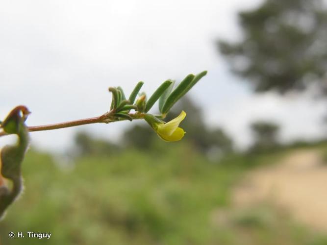 <i>Hippocrepis ciliata</i> Willd., 1808 © H. Tinguy