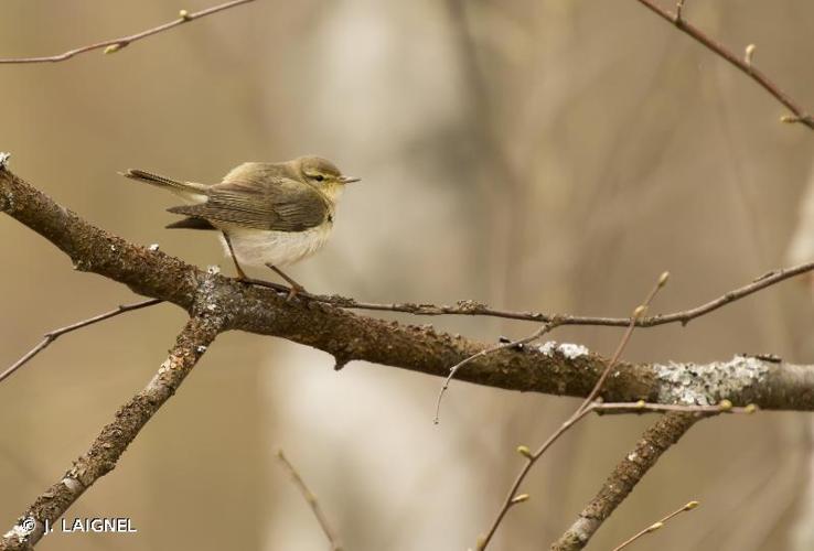 <i>Phylloscopus trochilus</i> (Linnaeus, 1758) © J. LAIGNEL