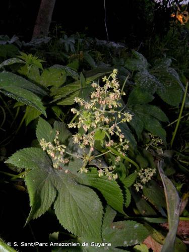 <i>Humulus japonicus</i> Siebold & Zucc., 1846 © S. Sant/Parc Amazonien de Guyane