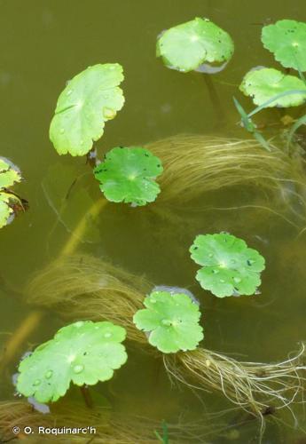 <i>Hydrocotyle ranunculoides</i> L.f., 1782 © O. Roquinarc'h